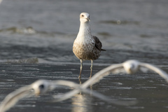 Larus dominicanus