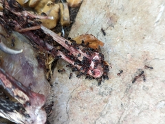 Crematogaster scutellaris