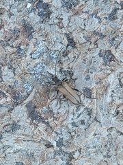 Lepturobosca chrysocoma