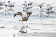 Larus dominicanus