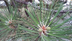 Pinus