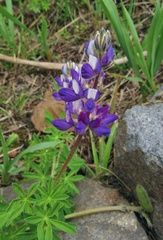 Lupinus ramosissimus