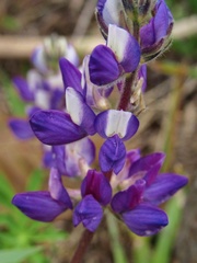 Lupinus ramosissimus