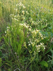 Eremogone longifolia