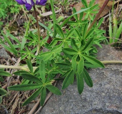 Lupinus ramosissimus