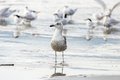Larus dominicanus