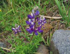 Lupinus ramosissimus