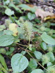 Acalypha arvensis