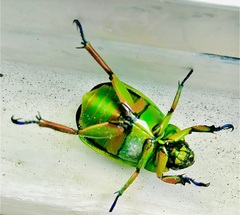 Chrysina macropus