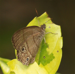 Cissia themis