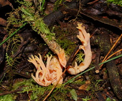 Ramaria anziana