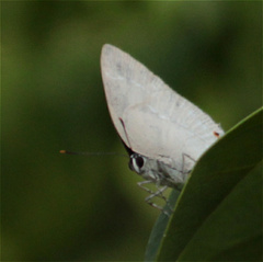 Strephonota ambrax