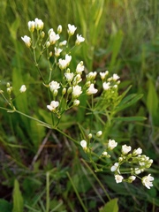 Eremogone longifolia
