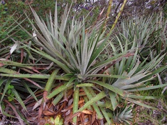 Puya asplundii