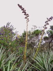 Puya asplundii