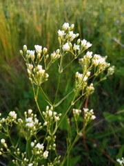 Eremogone longifolia