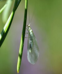 Pseudomallada ventralis