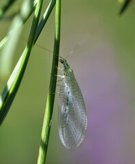Pseudomallada ventralis