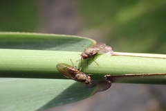 Sphaeroceroidea