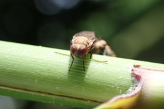 Sphaeroceroidea
