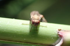 Sphaeroceroidea