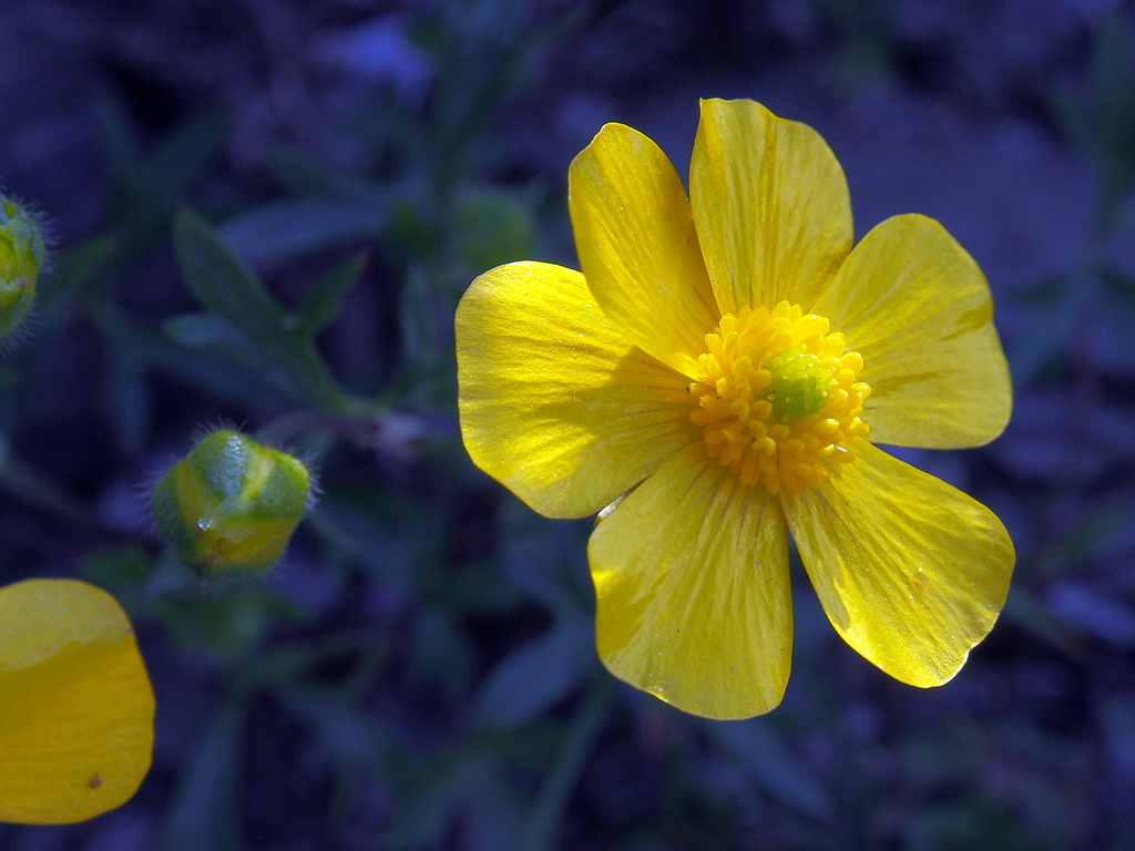 Ranunculus formosa-montanus from 奇萊稜線, Taiwan on July 6, 2014 at 08:47 ...