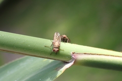 Sphaeroceroidea