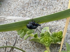 Otiorhynchus atroapterus