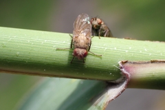 Sphaeroceroidea
