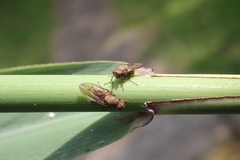 Sphaeroceroidea