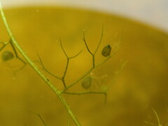 Utricularia minor