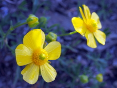 Ranunculus formosa-montanus