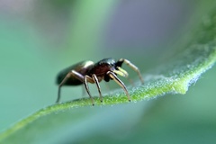 Tutelina elegans