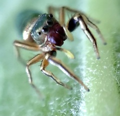 Tutelina elegans