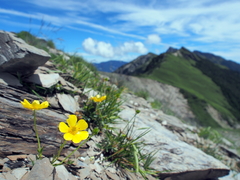 Ranunculus formosa-montanus