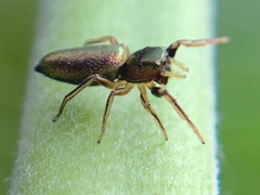 Tutelina elegans