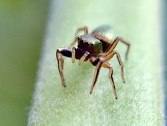 Tutelina elegans
