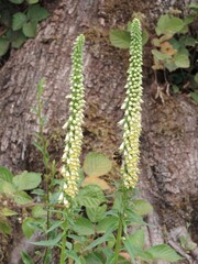 Digitalis micrantha