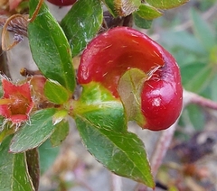 Exobasidium japonicum