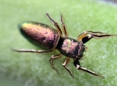 Tutelina elegans