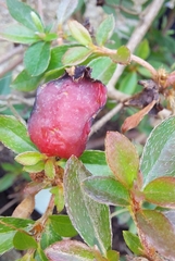 Exobasidium japonicum