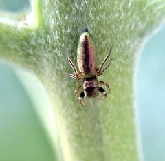 Tutelina elegans