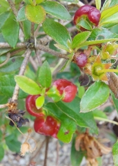 Exobasidium japonicum