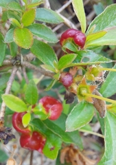 Exobasidium japonicum