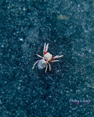 Harmochirus insulanus