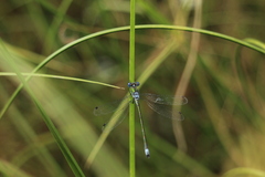 Lestes virens
