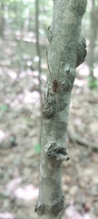 Leiobunum calcar
