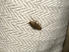 Ectobius vittiventris