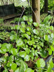 Plectranthus verticillatus