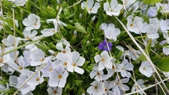 Phlox multiflora